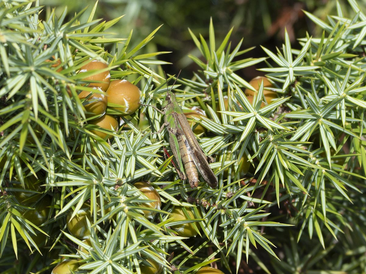 Blätter, "Beeren" Heuschrecke